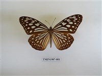 藏品(旖斑蝶)的圖片